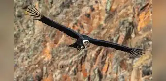 En busca del camino del cóndor andino peruano: investigadores marcan por primera vez a un polluelo en su nido En busca del camino del cóndor andino peruano: investigadores marcan por primera vez a un polluelo en su nido