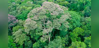 Científicos descubrieron que un árbol selvático aprendió a controlar los rayos para ‘acabar con sus enemigos’ Científicos descubrieron que un árbol selvático aprendió a controlar los rayos para ‘acabar con sus enemigos’