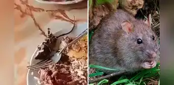 Turista pidió cuy y le dieron rata: restaurante campestre sirvió roedor frito en ruta Pativilca-Huaraz Turista pidió cuy y le dieron rata: restaurante campestre sirvió roedor frito en ruta Pativilca-Huaraz