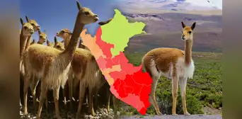 Esta región de la costa superó a Cusco y Ayacucho y será la 'nueva capital de la vicuña', según Serfor