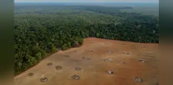 Los 4 países de Sudamérica que están entre los 10 que más bosques tropicales perdieron en el mundo