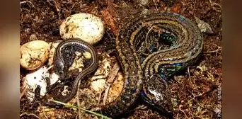 Investigadores peruanos celebran el hallazgo de una nueva especie biológica dentro de un área protegida en Cajamarca