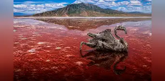 El lago que "convierte en piedra" a los animales gracias a sus aguas con sodio, componente clave en la momificación egipcia El lago que "convierte en piedra" a los animales gracias a sus aguas con sodio, componente clave en la momificación egipcia