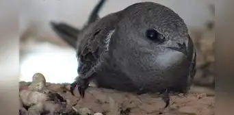 Una de las aves más rápidas del mundo pasa casi un año sin tocar el suelo: come, duerme y se aparea en pleno vuelo