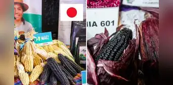 El superalimento peruano que conquista Japón: tiene 52 variedades y exportaciones ya superan los US$ 46 millones