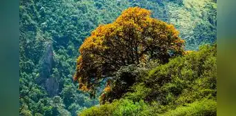 Científicos descubren un nuevo género de árbol gigante de 20 metros en los Andes, emparentado con las papas y tomates