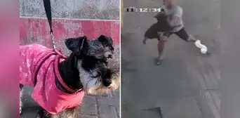 Héroe sin capa: joven atrapa en el aire y salva la vida a perrito que cayó desde un tercer piso en El Agustino Héroe sin capa: joven atrapa en el aire y salva la vida a perrito que cayó desde un tercer piso en El Agustino