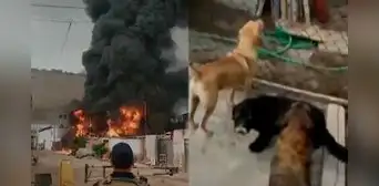 Enorme incendio consume almacén cerca de albergue de perros en Villa El Salvador Enorme incendio consume almacén cerca de albergue de perros en Villa El Salvador