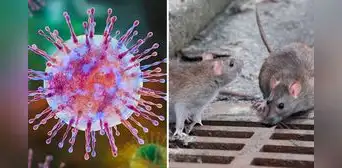 Hantavirus: exviceministro advierte los riesgos del letal virus detectado en la Amazonía peruana desde 2011 Hantavirus: exviceministro advierte los riesgos del letal virus detectado en la Amazonía peruana desde 2011