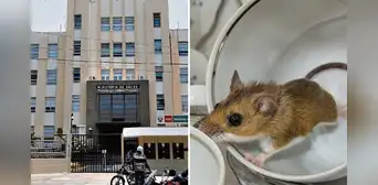 Hantavirus: Minsa confirma estado de alerta preventiva en aeropuertos y puertos tras brote de casos en crucero en Argentina Hantavirus: Minsa confirma estado de alerta preventiva en aeropuertos y puertos tras brote de casos en crucero en Argentina