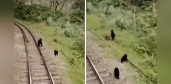 Familia de osos andinos es captada caminando en vía férrea a Machu Picchu: “Es su hábitat natural”