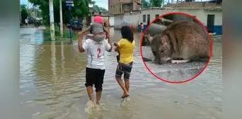 6 fallecidos y 439 contagios por Leptospirosis mantienen en alerta a Piura