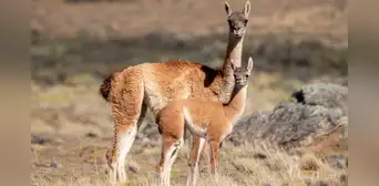 Argentina logra traer de vuelta a un mamífero extinto hace 110 años en esta importante región Argentina logra traer de vuelta a un mamífero extinto hace 110 años en esta importante región