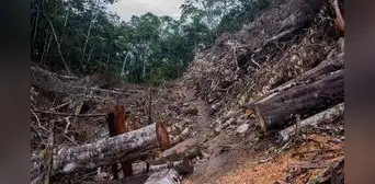 Investigadores de la UNI ganan financiamiento para IA que detectará tala ilegal en la Amazonía peruana
