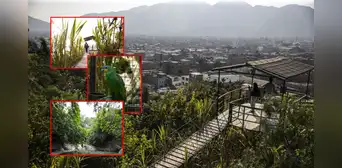 Un oasis de vegetación en pleno San Juan de Lurigancho: así nació la selva escondida hace 40 años en medio de avenidas y casas limeñas Un oasis de vegetación en pleno San Juan de Lurigancho: así nació la selva escondida hace 40 años en medio de avenidas y casas limeñas