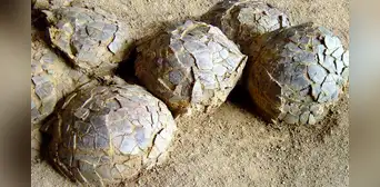 Descubren 100 huevos de dinosaurio en Francia de hace 70 millones de años: habrían sido puestos por un titanosaurio Descubren 100 huevos de dinosaurio en Francia de hace 70 millones de años: habrían sido puestos por un titanosaurio