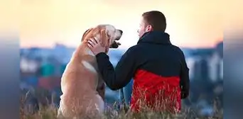 Hasta 8 años de cárcel para maltratadores de animales: Congreso aprueba dictamen que endurece penas en el Código Penal