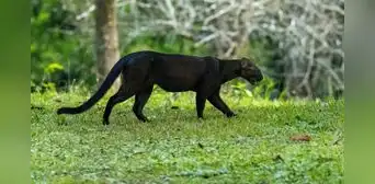 Un felino que se creía extinto reaparece en su hábitat natural después de 40 años y sorprende a científicos Un felino que se creía extinto reaparece en su hábitat natural después de 40 años y sorprende a científicos