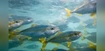 Innovación científica nacional permite a Argentina producir en masa una especie marina premium que revoluciona la gastronomía Innovación científica nacional permite a Argentina producir en masa una especie marina premium que revoluciona la gastronomía
