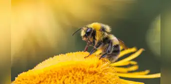 No se trata de una monarquía: las abejas obreras ayudan a decidir qué larva se convierte en reina
