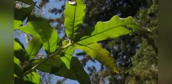 Este árbol se burla de los insectos gracias a una técnica biológica clave que protege sus hojas y le permite sobrevivir a la primavera