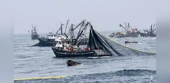 Empresas pesqueras acumulan 99 sanciones por operar en la Reserva Nacional de Paracas Empresas pesqueras acumulan 99 sanciones por operar en la Reserva Nacional de Paracas