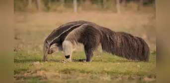 Un hito para la conservación en América Latina llena de optimismo a los científicos: detectan un oso hormiguero por primera vez en 130 años entre Brasil y Argentina Un hito para la conservación en América Latina llena de optimismo a los científicos: detectan un oso hormiguero por primera vez en 130 años entre Brasil y Argentina