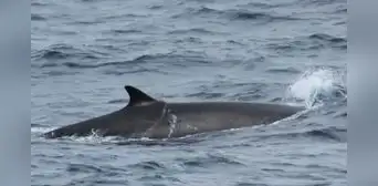 ¿Qué hacen ballenas frente a Lima? Avistan a dos especies de más de 20 metros nadando en el litoral ¿Qué hacen ballenas frente a Lima? Avistan a dos especies de más de 20 metros nadando en el litoral