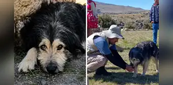 Chuño, el perrito que acompañó a investigadores del complejo T’aqrachullo y se quedó como guardián Chuño, el perrito que acompañó a investigadores del complejo T’aqrachullo y se quedó como guardián