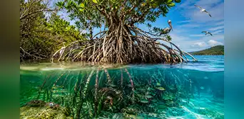 El sorprendente árbol de América Latina que crece flotando en el mar, desaliniza agua de océanos y crea su propio ecosistema El sorprendente árbol de América Latina que crece flotando en el mar, desaliniza agua de océanos y crea su propio ecosistema