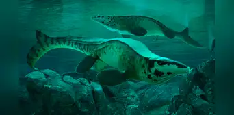 El nuevo T. rex, pero de los océanos: descubren fósiles de una bestia gigante que dominó los mares hace 80 millones de años El nuevo T. rex, pero de los océanos: descubren fósiles de una bestia gigante que dominó los mares hace 80 millones de años