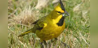 Biólogos liberan 5 aves emblemáticas de Sudamérica en peligro de extinción en gran reserva natural de Argentina Biólogos liberan 5 aves emblemáticas de Sudamérica en peligro de extinción en gran reserva natural de Argentina