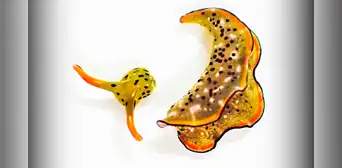 El único animal marino que puede separar su cabeza del cuerpo y se alimenta mediante la fotosíntesis como una planta El único animal marino que puede separar su cabeza del cuerpo y se alimenta mediante la fotosíntesis como una planta