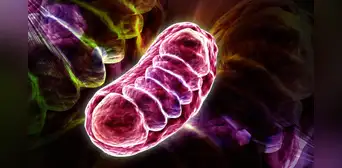 Científicos alemanes descubrieron el nutriente que puede potenciar la energía celular