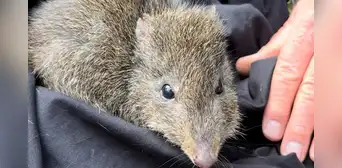 Científicos australianos utilizan ADN de excremento para salvar a uno de los marsupiales más raros del mundo Científicos australianos utilizan ADN de excremento para salvar a uno de los marsupiales más raros del mundo