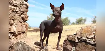 Descubren la primera evidencia física del perro sin pelo peruano enterrado como compañía de la élite Wari