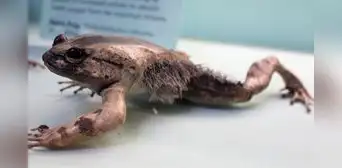 La extraña rana que rompe sus propios huesos para sacar garras afiladas como armas cuando se siente amenazada La extraña rana que rompe sus propios huesos para sacar garras afiladas como armas cuando se siente amenazada