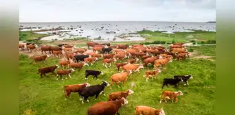 Un rebaño de vacas fue abandonado hace 130 años en una isla desierta, y un estudio genético dejó sorprendidos a los científicos