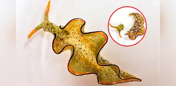 Elysia marginata: la babosa marina que se desprende de su cuerpo y se alimenta de la luz como una planta Elysia marginata: la babosa marina que se desprende de su cuerpo y se alimenta de la luz como una planta