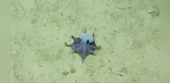 Descubren un raro pulpo cerca de las Galápagos: tan azul como el océano y casi del tamaño de una pelota de golf Descubren un raro pulpo cerca de las Galápagos: tan azul como el océano y casi del tamaño de una pelota de golf