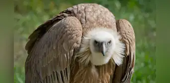 Científicos descubren por primera vez a buitres nativos devorando huevos de una temida especie invasora del sur de EE. UU. Científicos descubren por primera vez a buitres nativos devorando huevos de una temida especie invasora del sur de EE. UU.