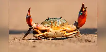 ¿Cuándo los cangrejos desarrollaron su forma de caminar de lado?