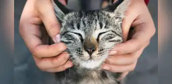 Estudio científico revela que el cáncer en gatos domésticos comparte varias mutaciones genéticas con los humanos Estudio científico revela que el cáncer en gatos domésticos comparte varias mutaciones genéticas con los humanos
