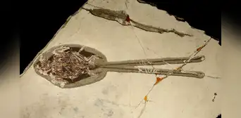 Paleontólogos descubren el fósil de un ‘dragón emplumado’ que vivió en la era de los dinosaurios Paleontólogos descubren el fósil de un ‘dragón emplumado’ que vivió en la era de los dinosaurios