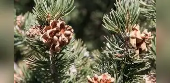 Argentina cultiva el fruto seco más caro del mundo: tarda diez años en crecer y es un ingrediente clave en la repostería mundial Argentina cultiva el fruto seco más caro del mundo: tarda diez años en crecer y es un ingrediente clave en la repostería mundial