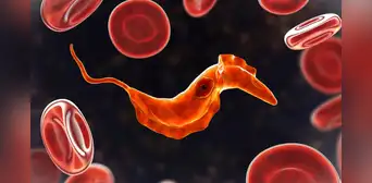 Científicos descubren que un antiguo ancestro unicelular de 700 millones de años aún vive en la sangre humana Científicos descubren que un antiguo ancestro unicelular de 700 millones de años aún vive en la sangre humana