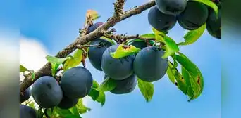Esta fruta tropical de América Latina es clave para mejorar la digestión, proteger la piel y fortalecer tus defensas Esta fruta tropical de América Latina es clave para mejorar la digestión, proteger la piel y fortalecer tus defensas