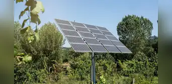 De campos sin vida a ecosistemas verdes: los parques solares en España que reparan el daño histórico de la agricultura intensiva