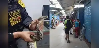 Mercado Modelo de Chiclayo: hallan boa en un costal y sujeto que la abandonó escapó de la policía