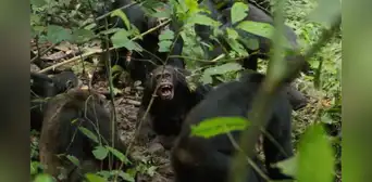 La comunidad más grande de chimpancés salvajes se divide luego de décadas de unión: ataques entre ellos en una ‘guerra civil’ La comunidad más grande de chimpancés salvajes se divide luego de décadas de unión: ataques entre ellos en una ‘guerra civil’